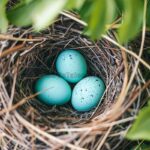 Entdecken Sie Vögel, die blaue Eier legen