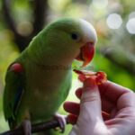 Können Papageien Speck essen