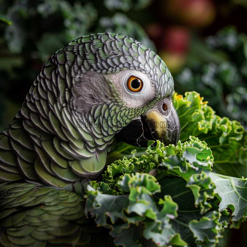 Können Papageien Grünkohl essen?