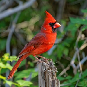 Nördlicher Kardinal