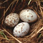 Welcher Vogel legt gesprenkelte Eier?