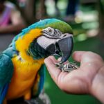 La Importancia de una Dieta Balanceada para los Pájaros
