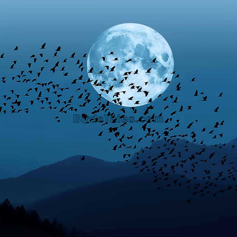 Migración Nocturna: Revelando los Secretos del Viaje Nocturno