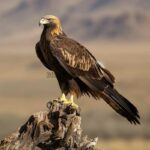¿Cuánto Viven las Águilas Reales Descubre Su Longevidad