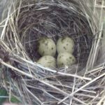 ¿Qué Pájaro Pone Huevos Amarillos