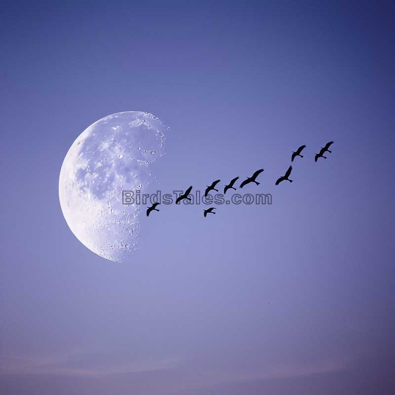 El Papel de la Luna en las Migraciones de Aves