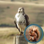 ¿Los Halcones Cazan y Comen Ardillas