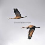 ¿Por Qué Migran las Aves?