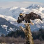 Hábitats de Aves de Montaña