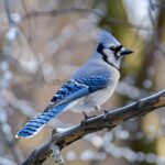 Blue Jay