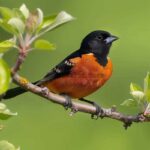 Orchard Oriole Characteristics