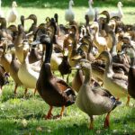 9 Ducks That Can't Fly