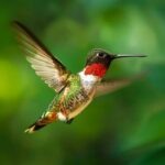 Hummingbirds