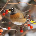 The Role of Birds in Forest Regeneration