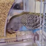 How to Choose the Right Bird Feeder for Your Parrot