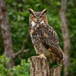 Owls