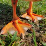 Why Are Ducks' Feet Orange