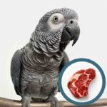 Can Parrots Eat Meat