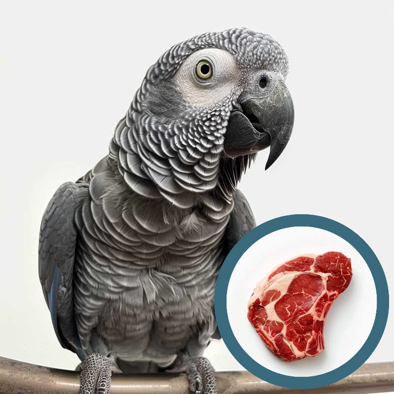 Can Parrots Eat Meat? Key Facts You Need to Know - Birds Tales