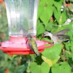 How to Attract Hummingbirds