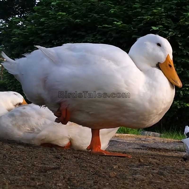 Why Do Ducks Stand on One Leg? - Birds Tales